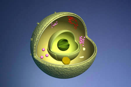 Nucleus cross sectionの写真素材
