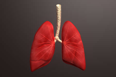 Human lungs in color background 