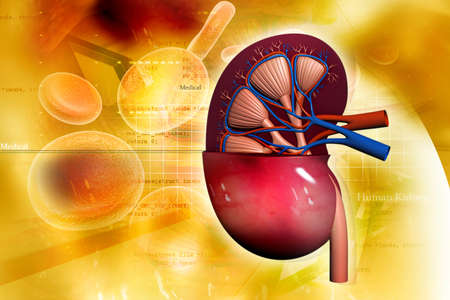 Human kidney in abstract background