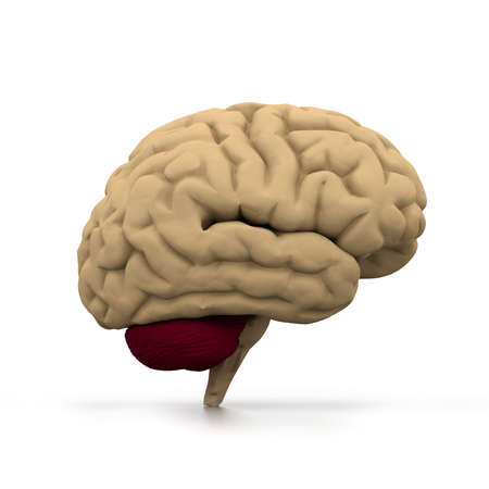 Human brain	