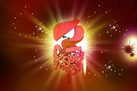 human digestive system	の写真素材