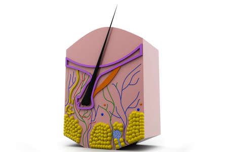 human skin anatomyの写真素材