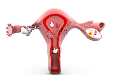 Human Uterus and ovaries