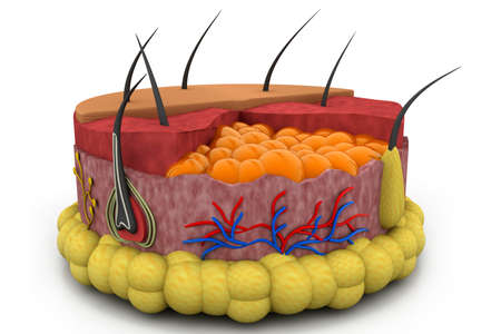Digital illustration of human skin anatomyの写真素材