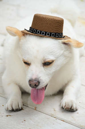 Tired dog with hatの写真素材