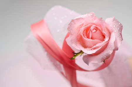 Pink Roseの写真素材