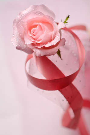 Pink Roseの写真素材