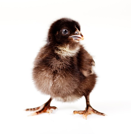 Young fluffy baby black chicken isolatedの写真素材