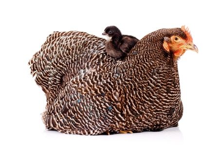 Young black baby chicken perched on top of mother henの写真素材
