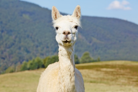 Cute, white alpaca portrait with scenic copy spaceの写真素材