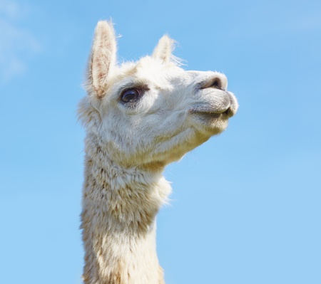 Alpaca with head held high in the sky の写真素材