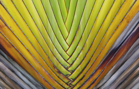 the pettern of traveler's palm leaf.の写真素材