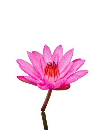 Pink lotus, isolated on whiteの写真素材
