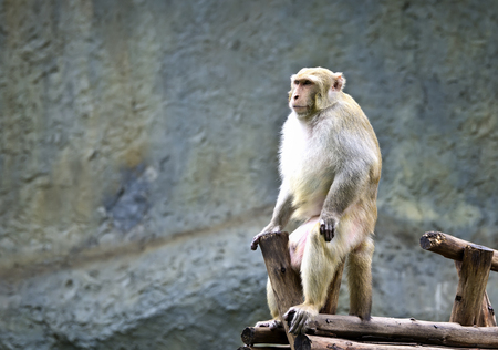the monkey in the zoo at chiangmai zoo park,Thailandの写真素材