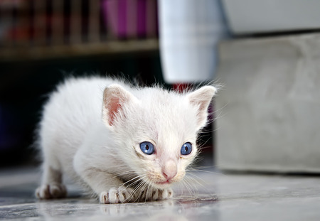 young thai kittenの写真素材