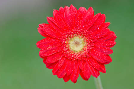 red gerbera in the gardenの写真素材
