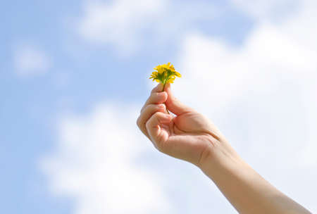 little yellow flower  on female hand on blue sky backgroundの写真素材