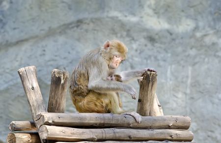 monkey and its baby at the zooの写真素材