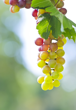Fresh bunch of  grapes on the fieldの写真素材