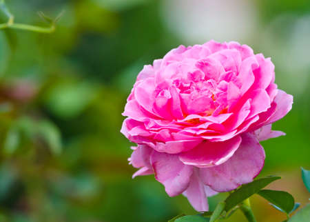 Pink Roses on a bush in a gardenの写真素材