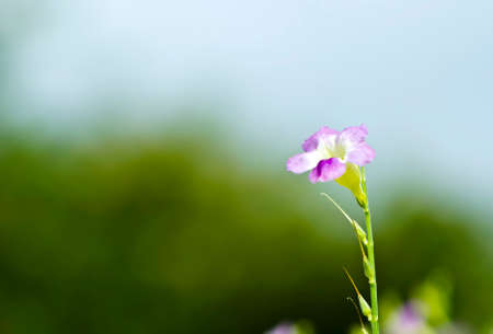 Small flower in the gardenの写真素材