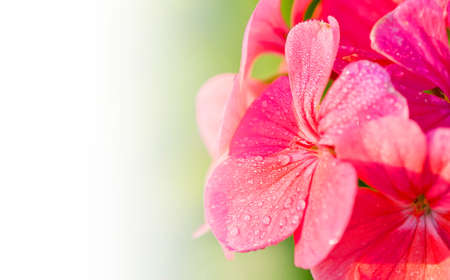 Violet flowers design for backgroundの写真素材