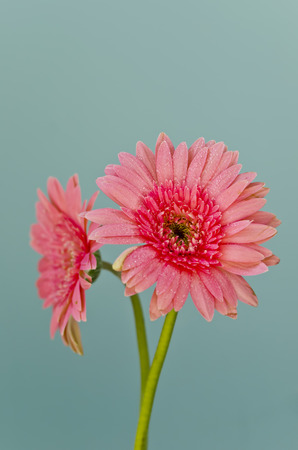 two gerbera flowers  on light blue backgroundの写真素材