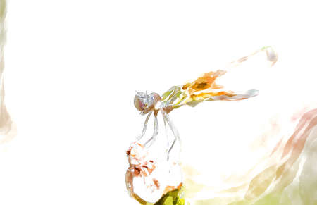 Dragonfly on the flower with water color effected.の写真素材