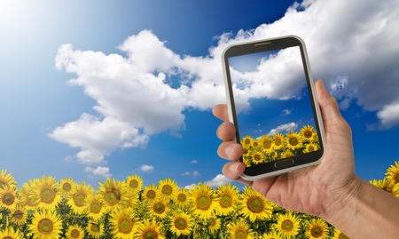 Smartphone taking picture of sunflower field beneath the blue skyの写真素材