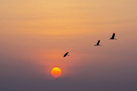 Flying birds against orange sunsetの写真素材