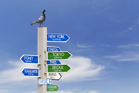 The pigeon bird on the pole of country direction sign.の写真素材