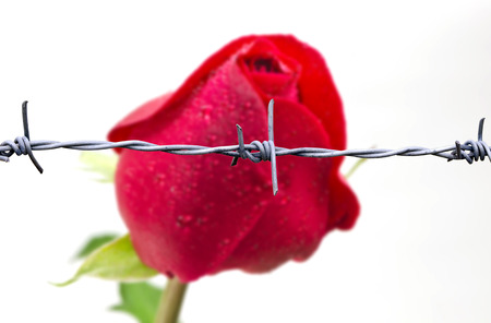 Red rose behind the barbed wireの写真素材