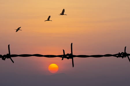 Silhouette of Barbed wire and birds on sunset background.の写真素材