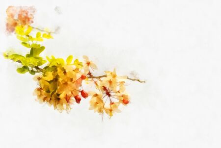 Wishing tree flower on white,water color design.の写真素材
