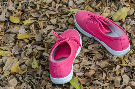 Pink canvas shoes on dry leaf background.の写真素材