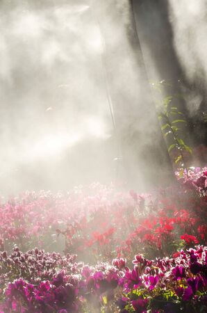 Flower garden under the morning sunlight with fog and spray.の写真素材