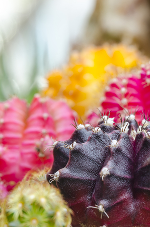 Colorful of cactus in close up view.の写真素材