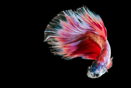 Capture the moving moment of  fighting fish isolated on black backgroundの写真素材