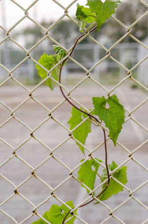 Green leaf on Steel wire mesh fence.