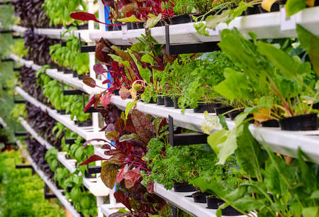 Organic plant vegetable salad in greenhouseの写真素材