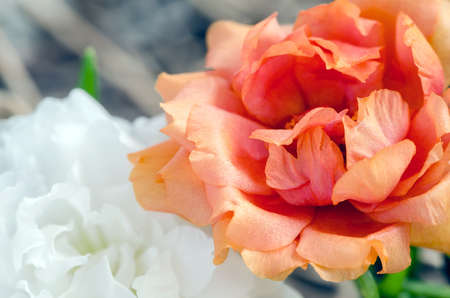 orange portulaca flower(Moss Rose, Sun plant, Sun Rose flower) in close up view.