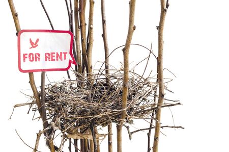 bird nest  isolated on white backgroundの写真素材