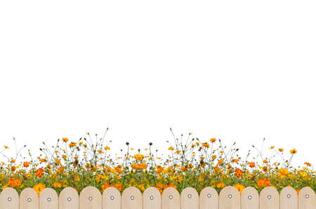 Wooden fence and flower on white background.の写真素材