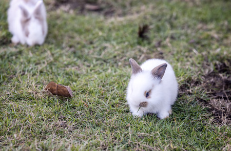 Beautiful young small rabbit on the green grass in summer day.の写真素材