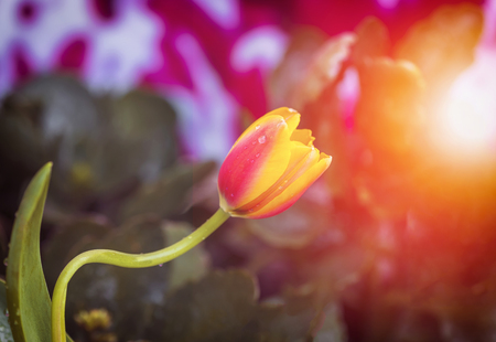 Flower tulip. Beautiful view of red tulips under sunlightの写真素材