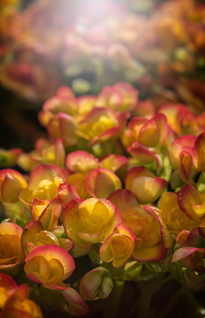 Beautiful Begonia Tuberhybrida flower in close up view with sunlightの写真素材