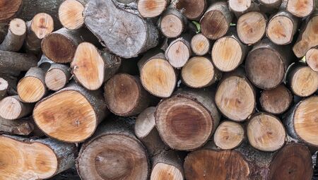 Stacked and cut logs for backgroundの写真素材