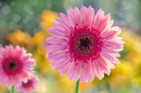 Pink gerbera flower in the garden の写真素材