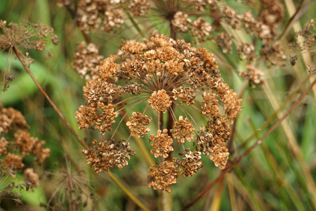 Close-up of the seeds of a common hogweed plant.