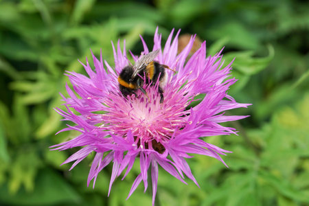 Bumblebee on a purple flower on a background of green grass